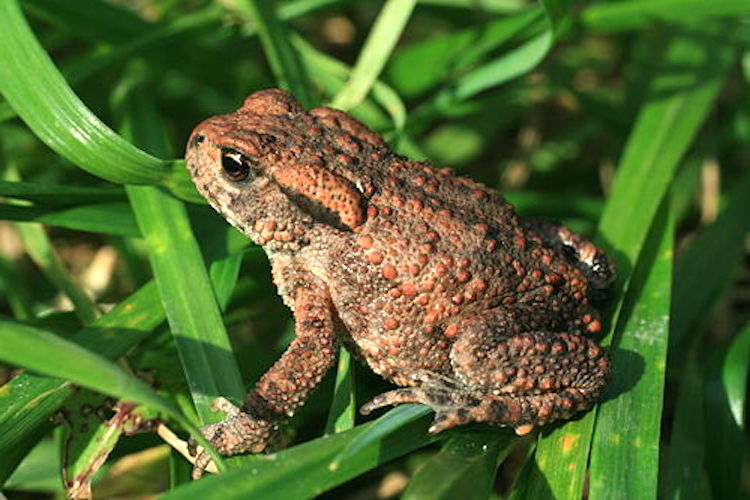 iNaturalist, la piattaforma per diventare tutti scienziati, racconta l'erpetofauna di Piemonte e Valle d'Aosta