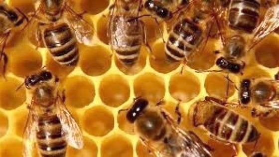 Un ricerca coordinata da UniTo dimostra gli effetti del flupyradifurone sulle api