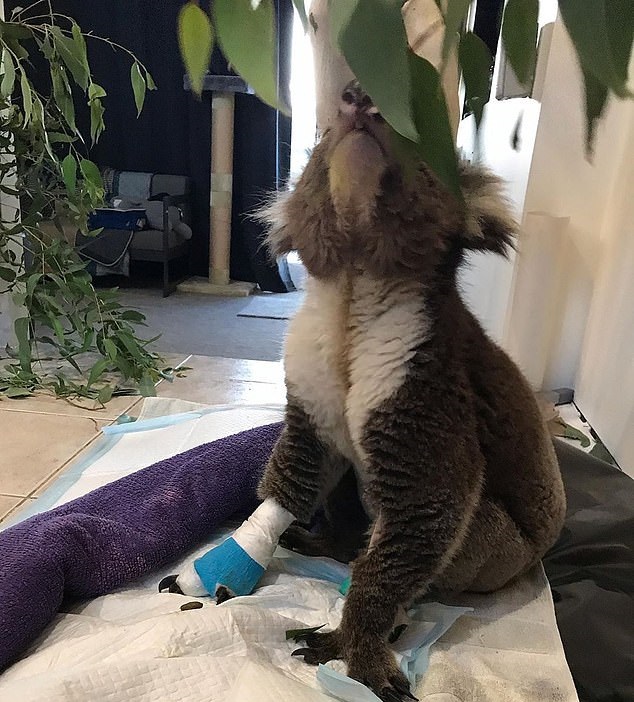 Billy è morto: il Koala con le zampe ustionate era diventato un simbolo