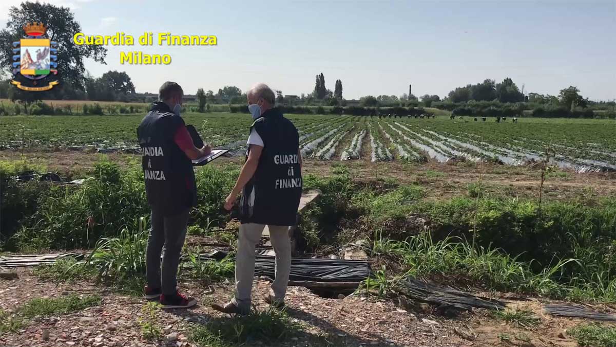 Sequestrata StraBerry, la startup milanese che coltivava  fragole e piccoli frutti a chilometro zero