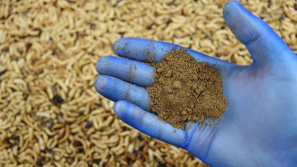 372 milioni di euro a Ÿnsect, la startup francese che ottiene mangimi e fertilizzanti dagli insetti