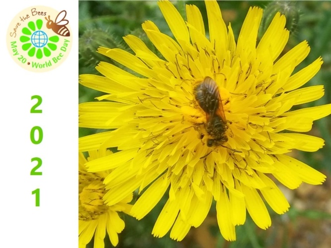 Giovedì 20 maggio la giornata mondiale delle api. - gli eventi in programma