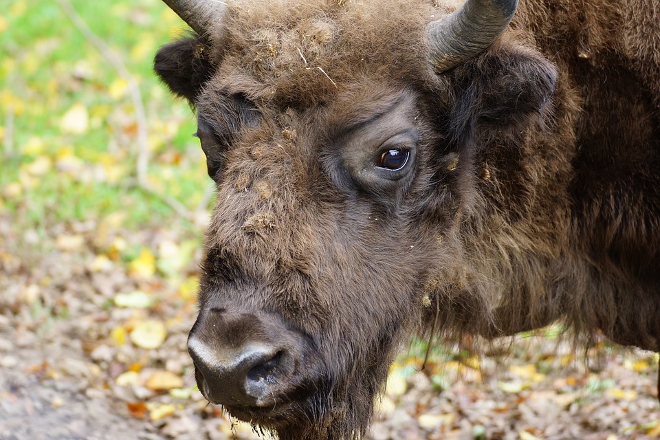 La foresta di Białowieza, il luogo dove è stato salvato dall'estinzione il bisonte europeo