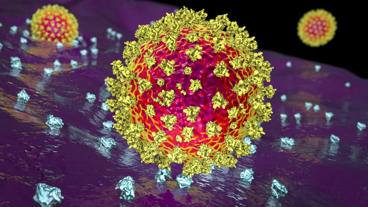 Il pericolo di Centaurus la nuova variante di Omicron, il coronavirus con maggiore trasmittibilità