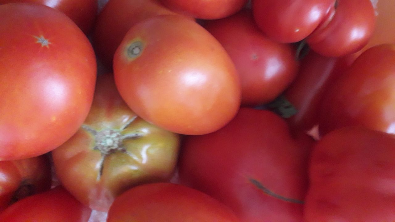 Maggiore sostenibilità con la pacciamatura biodegradabile per pomodoro biologico da industria