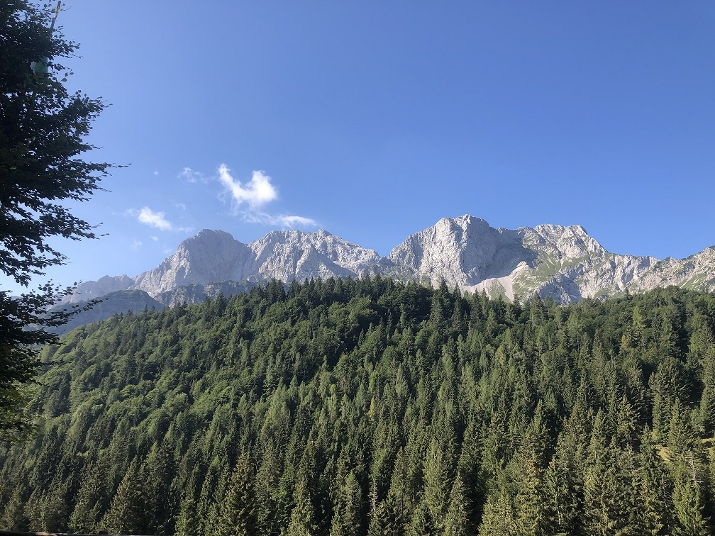 L’aria della foresta diminuisce l’ansia