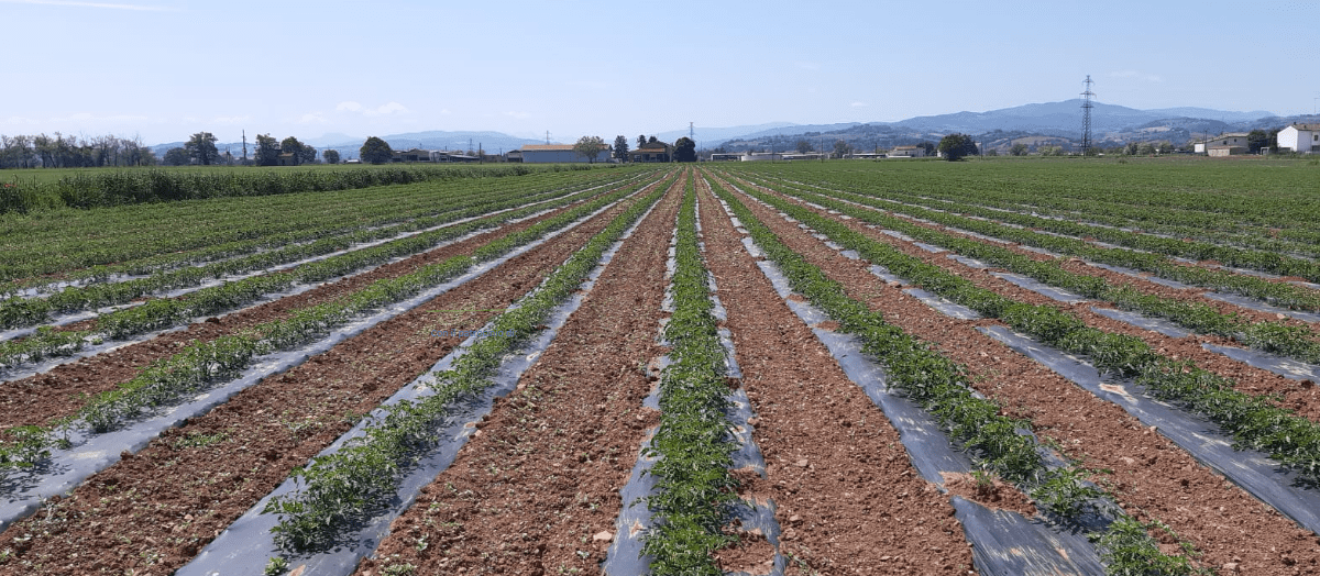 Il valore delle bioplastiche per un'agricoltura circolare: incontro a Roma il 17 marzo