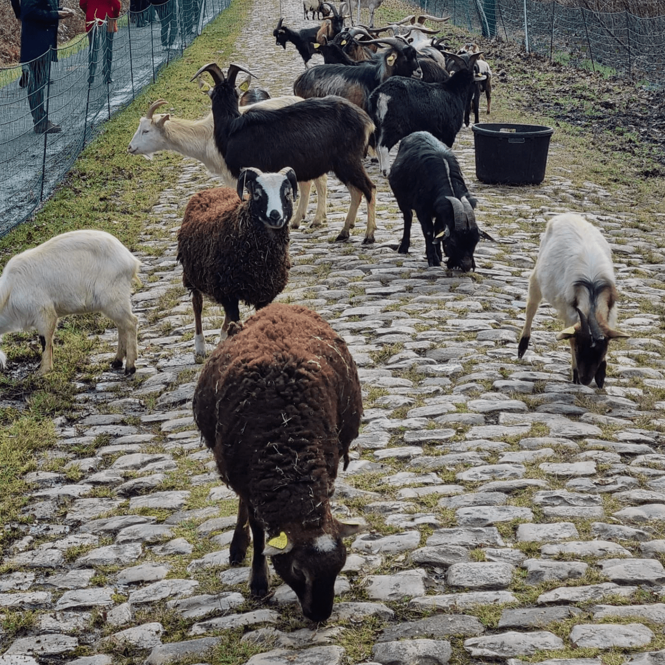 Pecore e capre ripuliscono il pavè della Parigi - Roubaix
