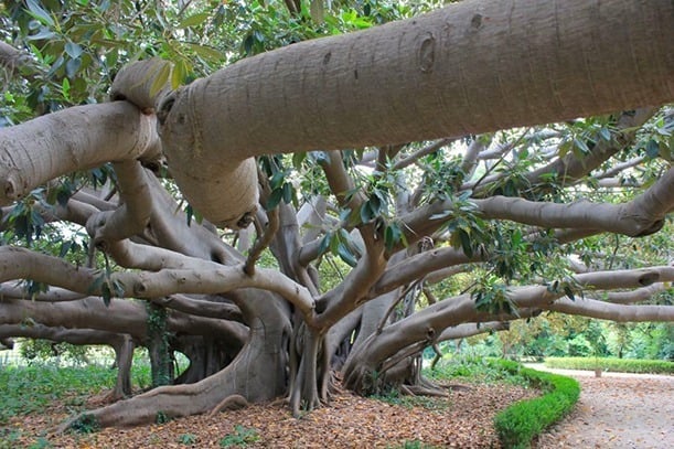 La mappa e l'elenco degli alberi monumentali in Italia