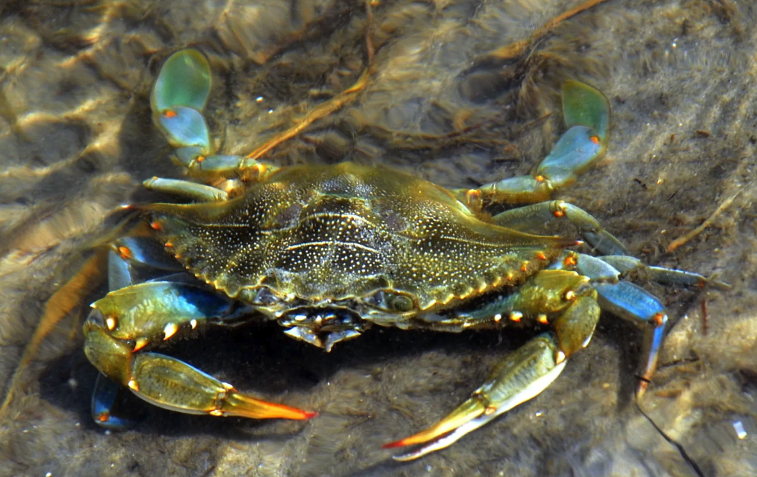 Il problema delle specie esotiche invasive in Italia