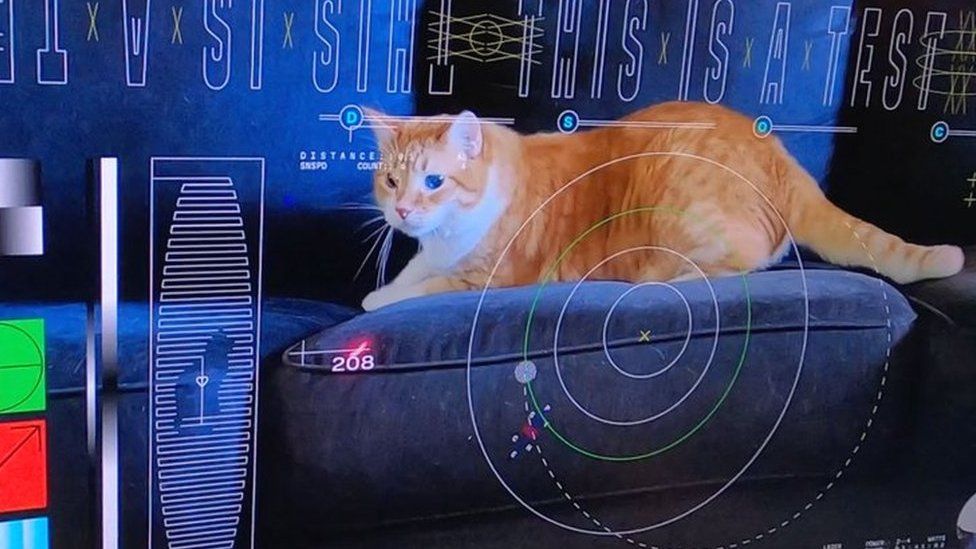 Il gattino Taters nel primo video trasmetto via laser dallo spazio profondo